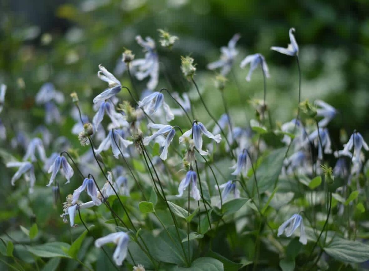 Clematis ''Twinkle| 闪烁''