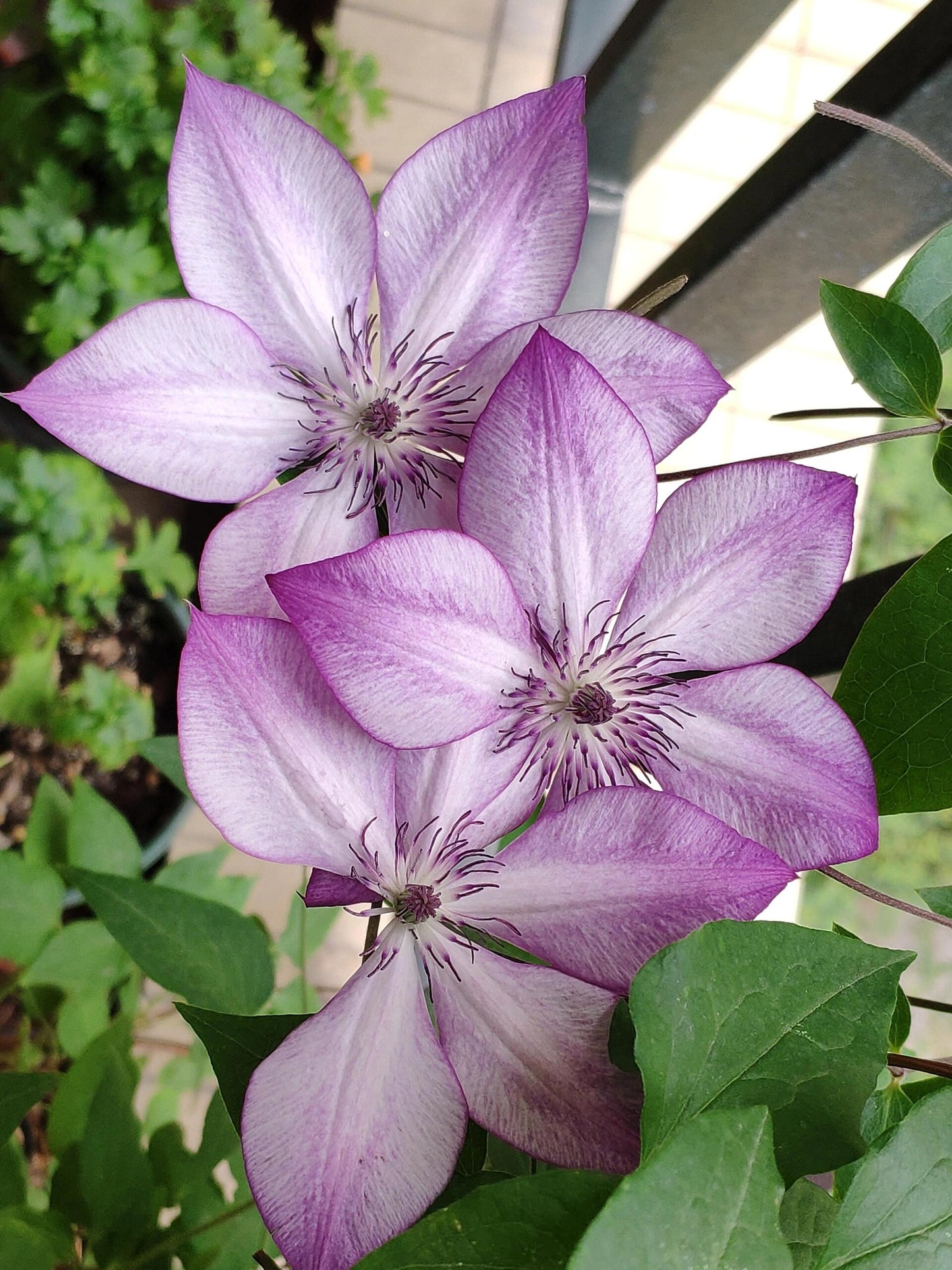 Clematis ‘’Fond Memories|美好回忆‘’