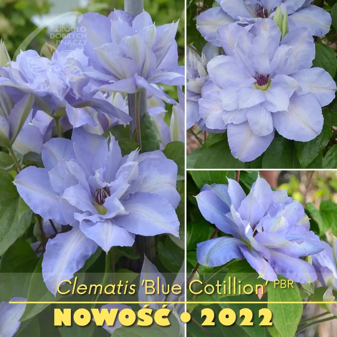 Clematis ‘’Blue Cotillion|蓝色龙沙舞‘’