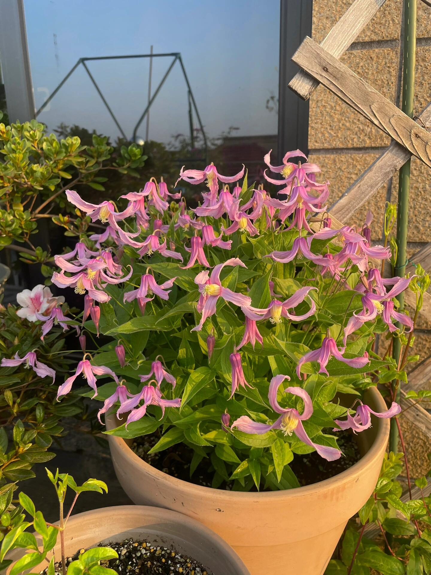 Clematis ‘’Hanajima|はなじま|花島|花岛‘’