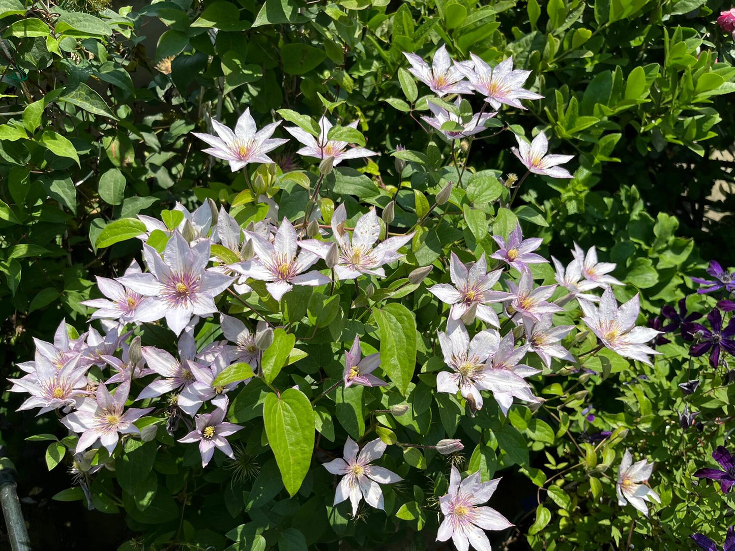 Clematis ‘’Samaritan Jo| 撒马利亚乔‘’