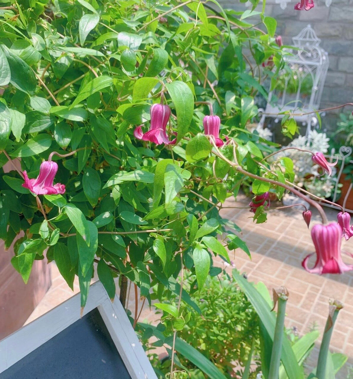 Clematis ‘’Princess Red| 绯红公主‘’