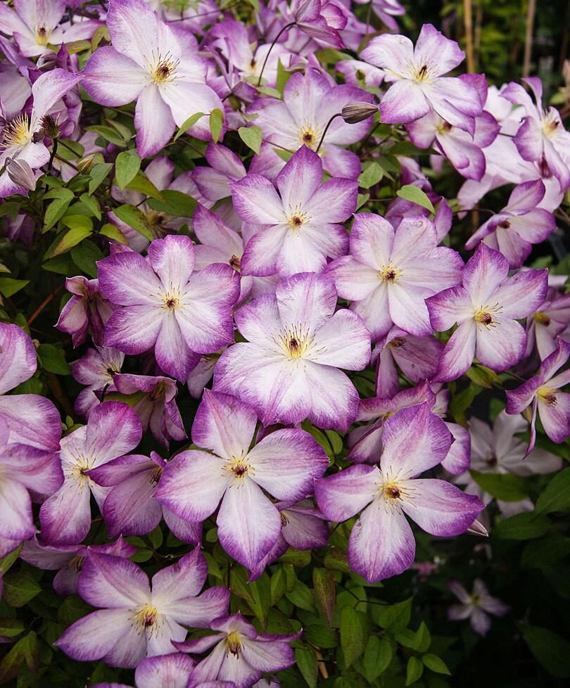 Clematis ‘’Pernille| 佩莱尼‘’