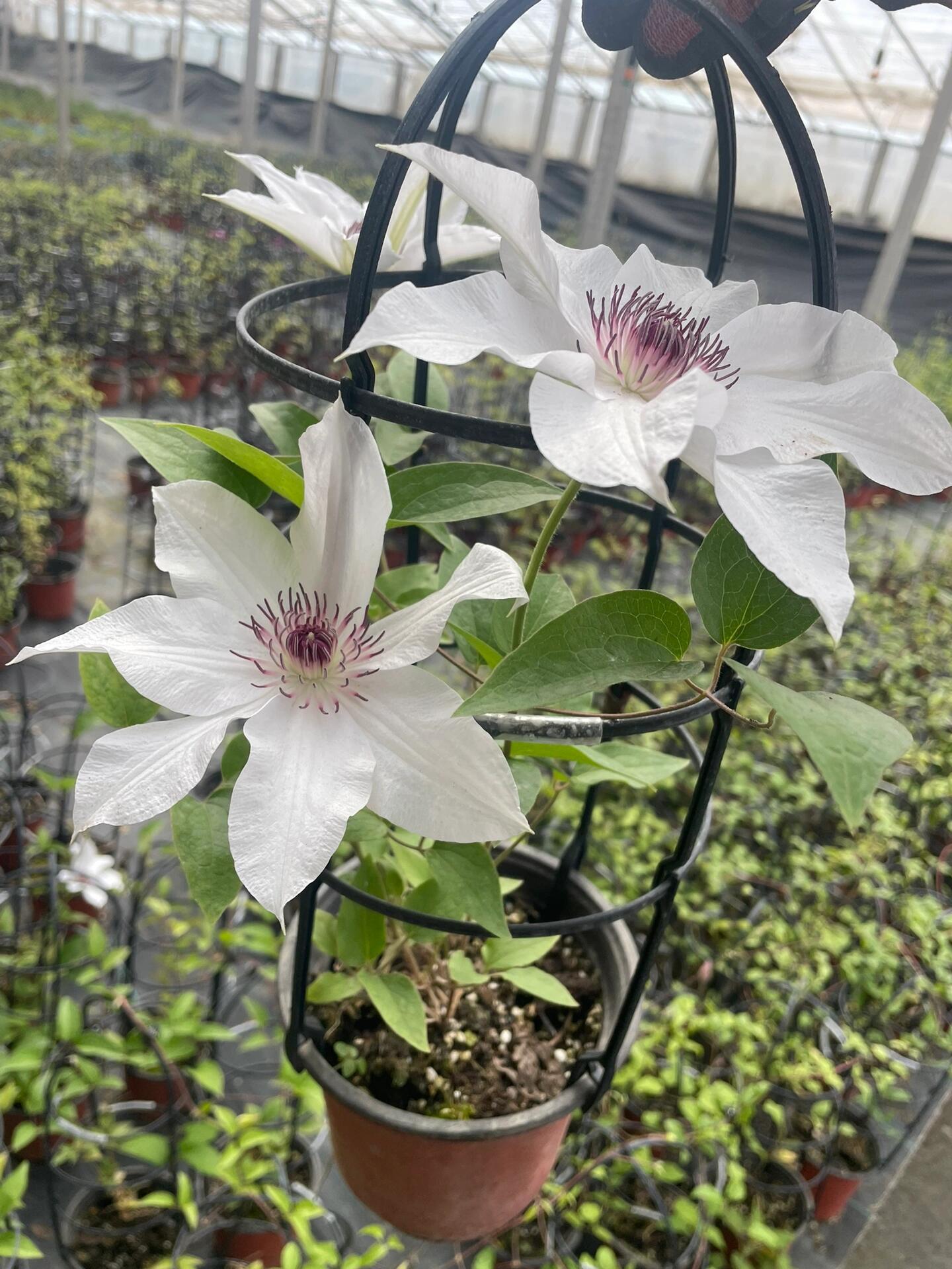 Clematis ''Haruyama|はるやま| 晴山/ 春天''
