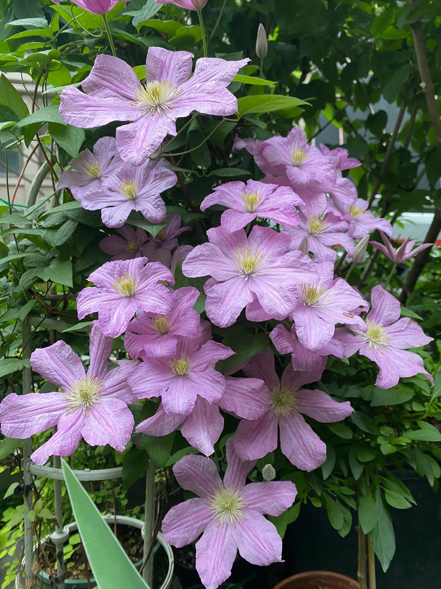 Clematis ‘’Comtesse de Bouchaud| 包查德 女侯爵‘’