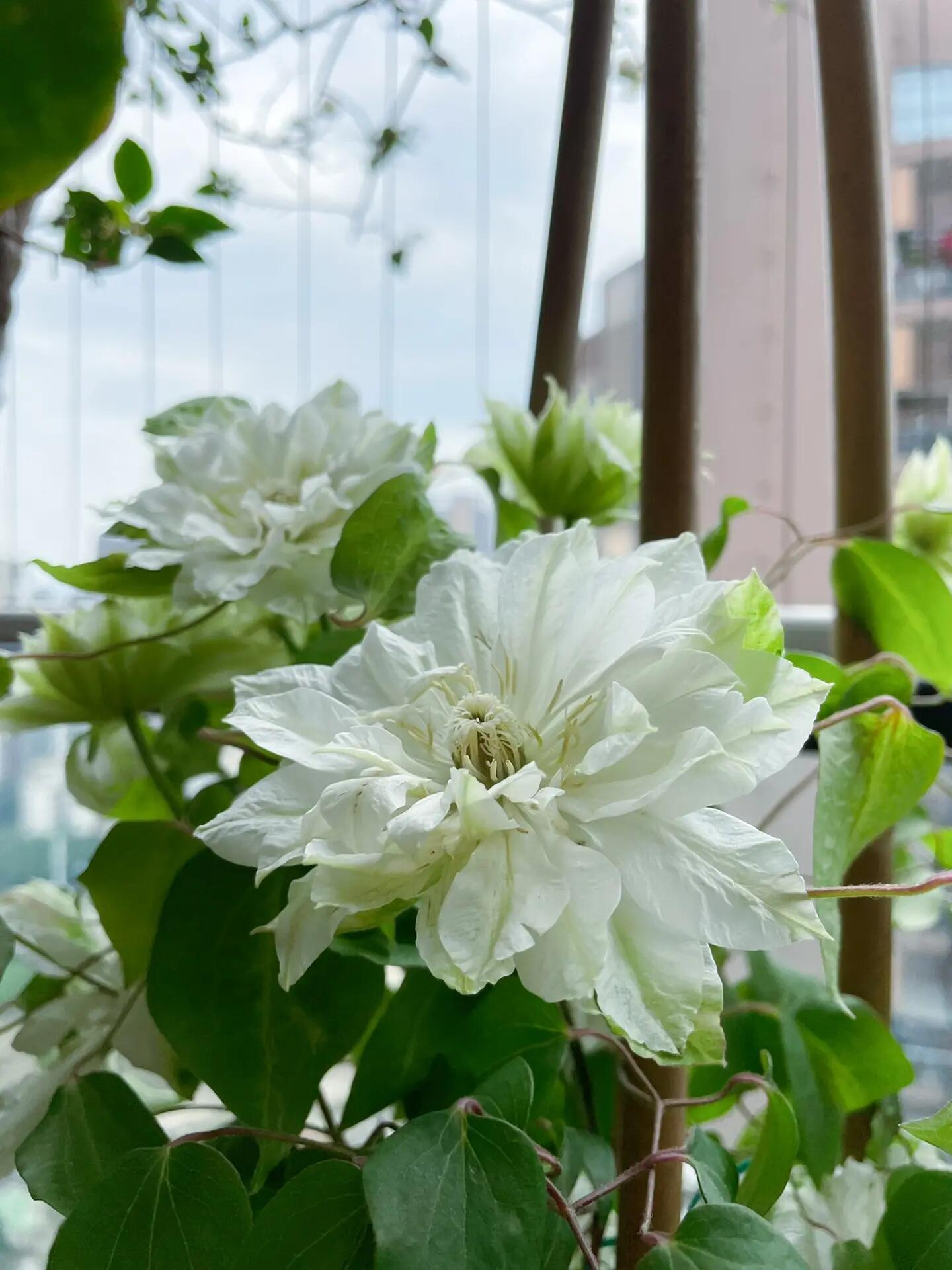 Clematis ‘’Shiko Yukiokoshi|ゆきおこし|雪妆‘’