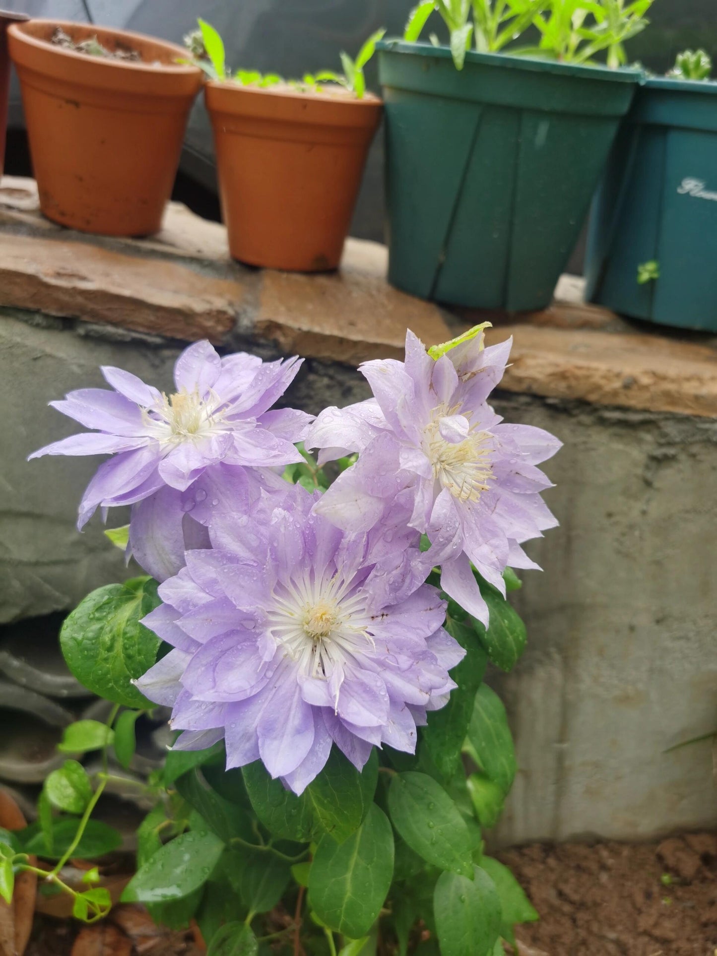 Clematis ‘’Diamond Bal| 钻石球‘’