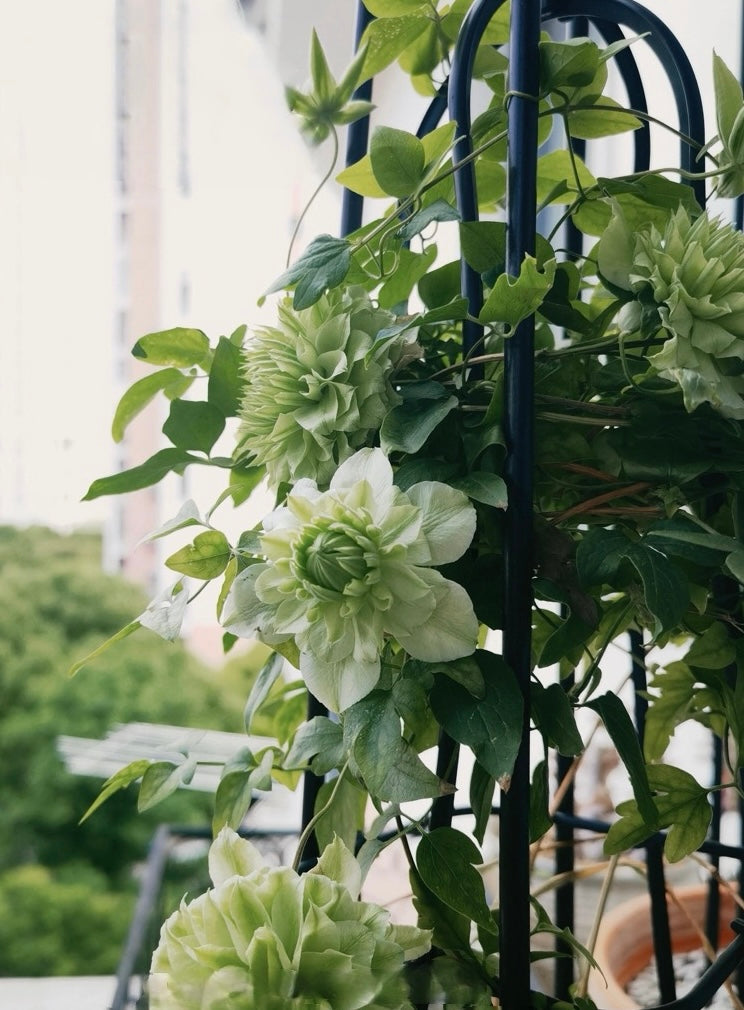 Clematis ‘’Peppermint|ミント| 薄荷‘’