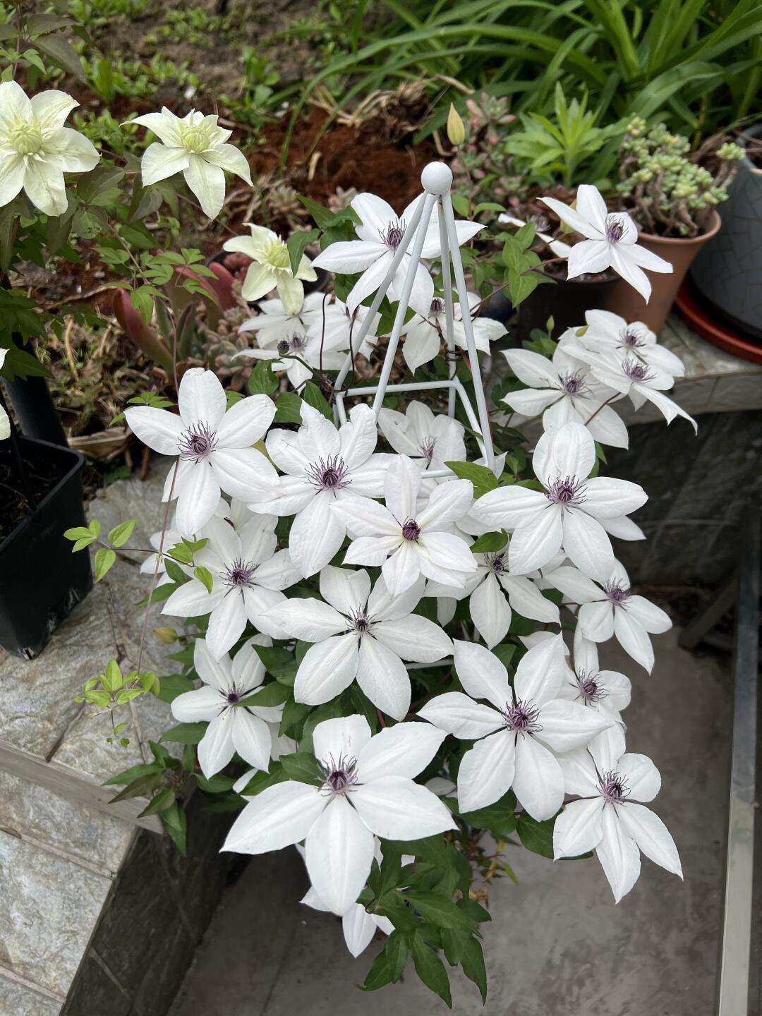 Rare Clematis ‘’Guizi|摫子‘’