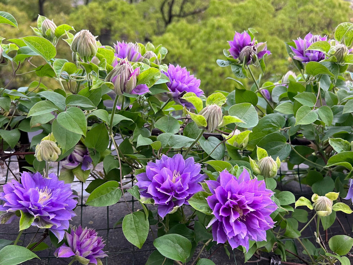 Clematis ''Enku|円空''
