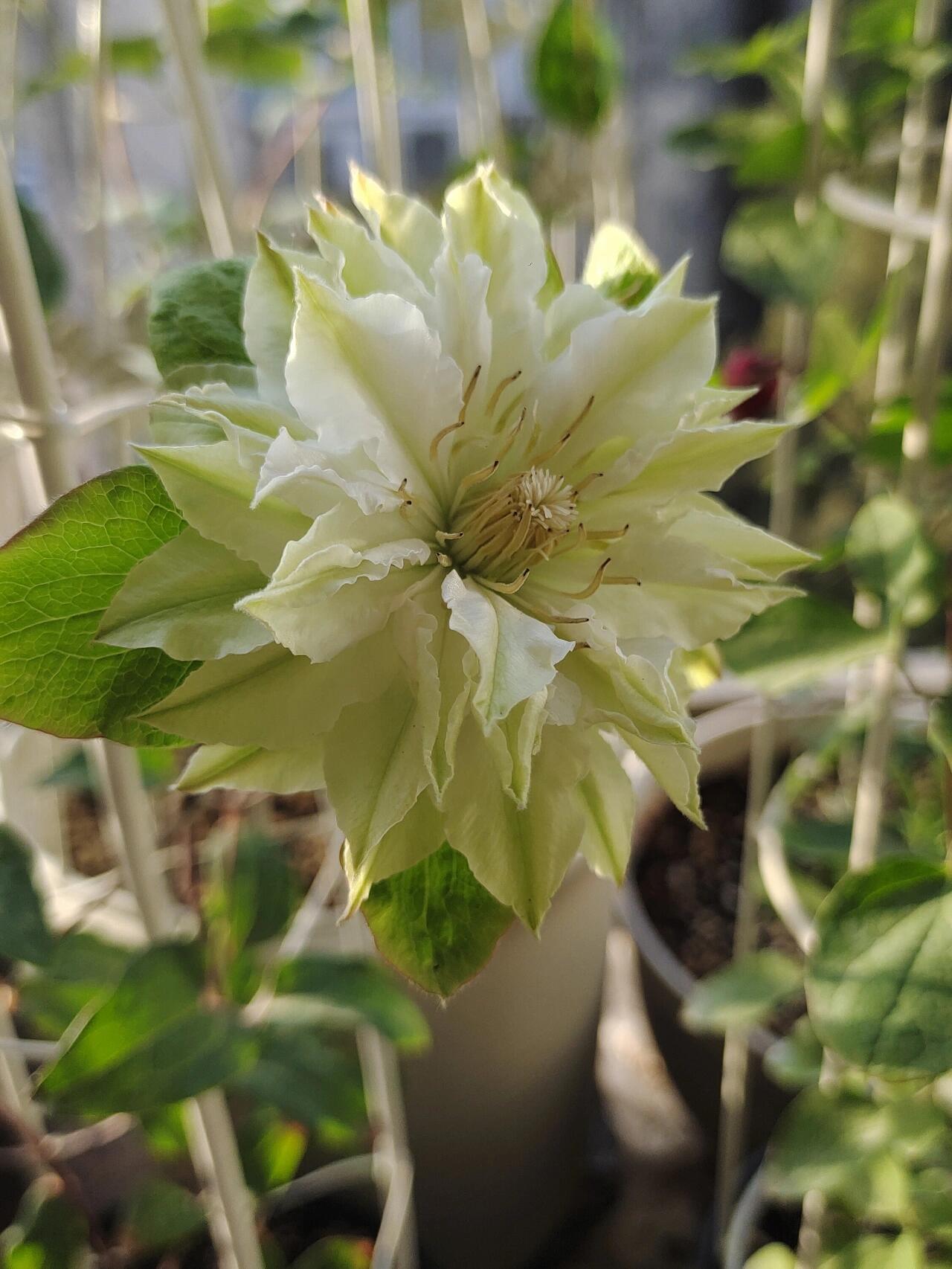 Clematis ‘’Midori |美登利 ‘’