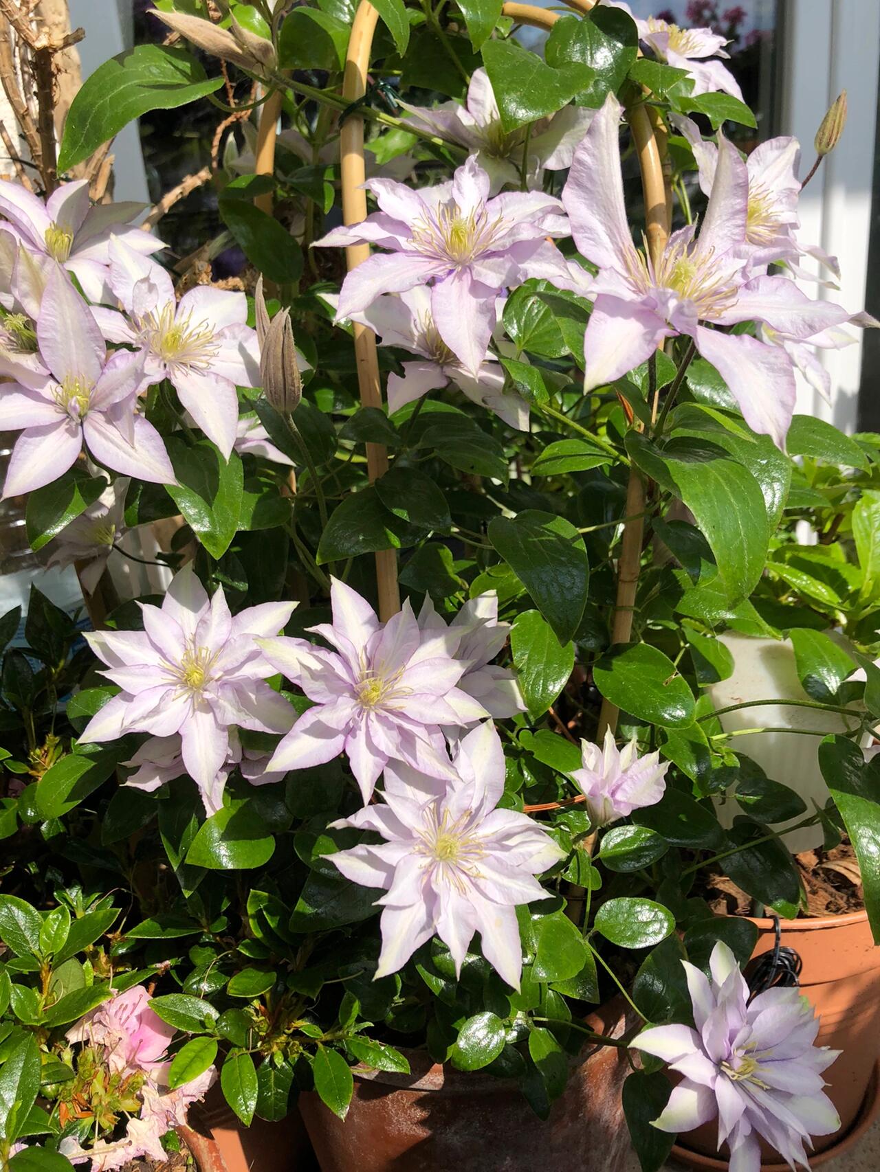 Clematis ‘’Samaritan Jo| 撒马利亚乔‘’