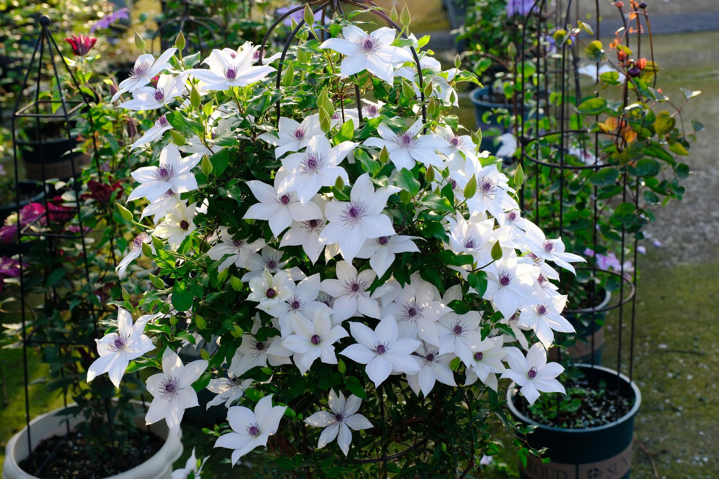 Clematis ''Haruyama|はるやま| 晴山/ 春天''