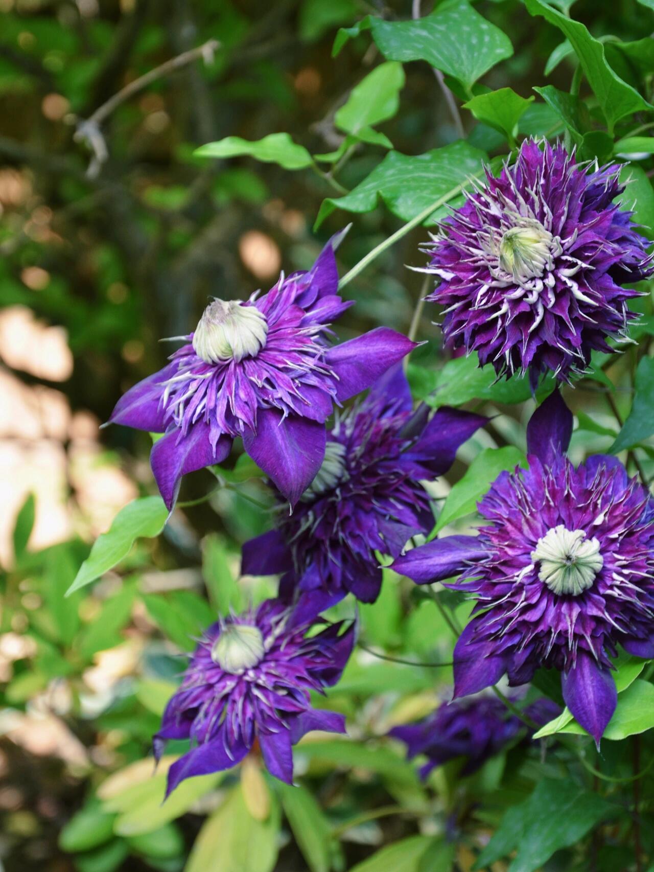 Clematis ''Shishimaru | ししまる| 紫子丸''