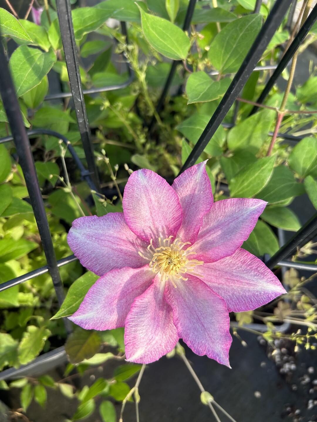 Clematis ''八つ橋|Yatsuhashi |八桥''
