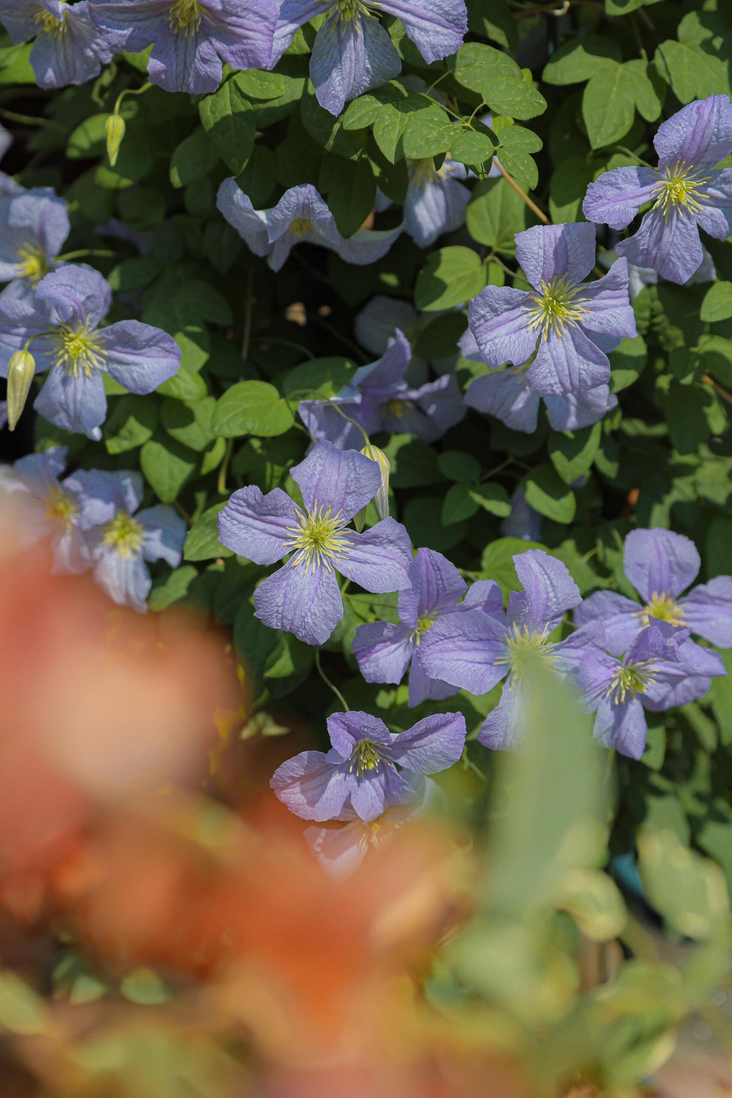 Clematis ‘’Emilia Plater|艾米丽花盘‘’