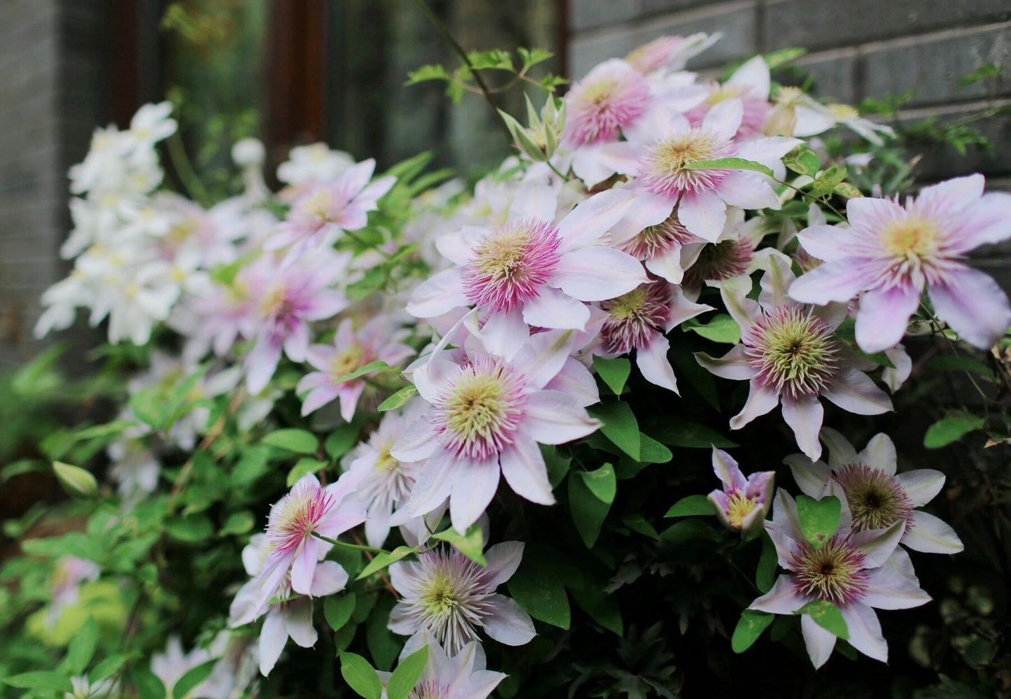 Clematis ‘’Moonglow|月華|Gekka| 月华‘’