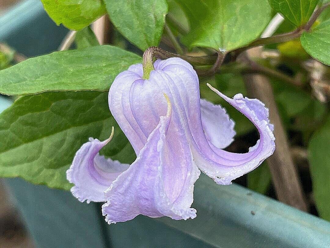 Blue Octopus Clematis ‘’クリスパ・エンジェル| Crispa Angel| 克里斯帕天使| タコクレマチス‘’