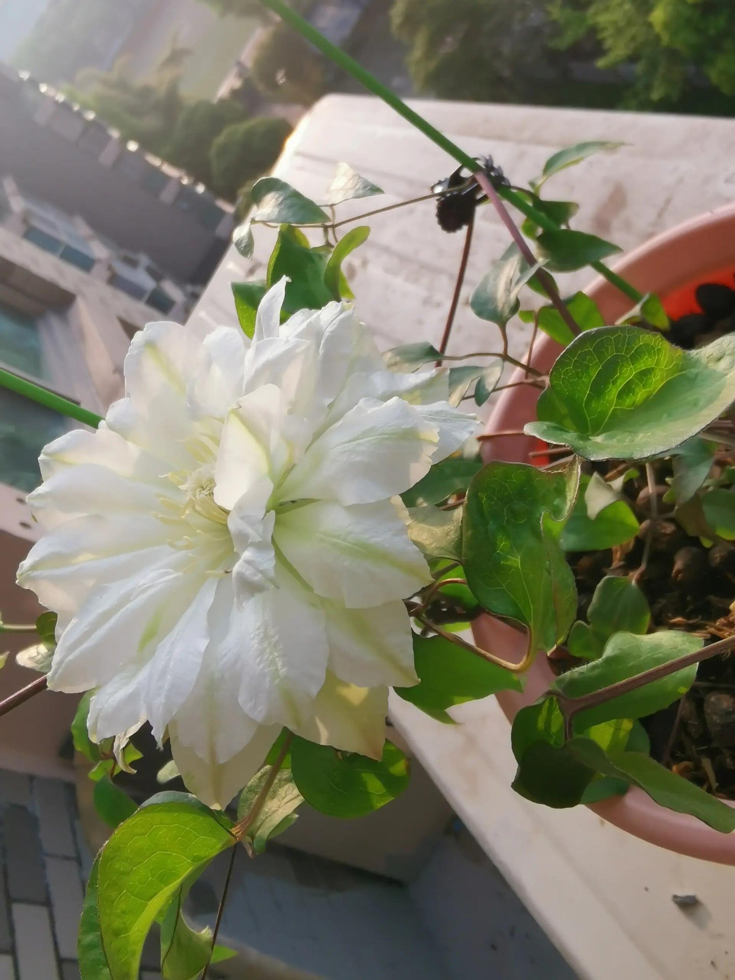 Clematis ‘’Shiko Yukiokoshi|ゆきおこし|雪妆‘’