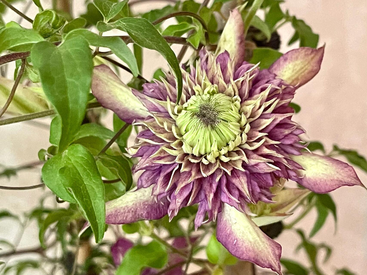 Clematis ''Shishimaru | ししまる| 紫子丸''