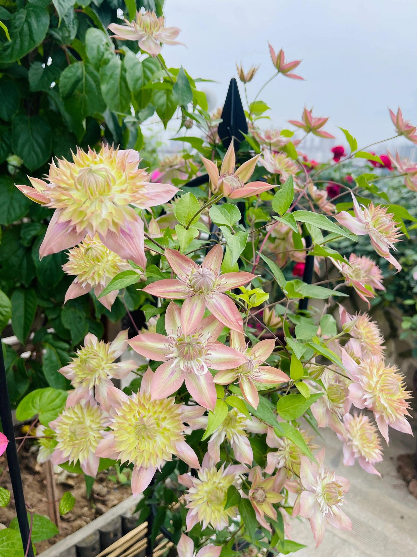 Clematis ''Shamshe |昼の天使| 昼天使| 桃万重''