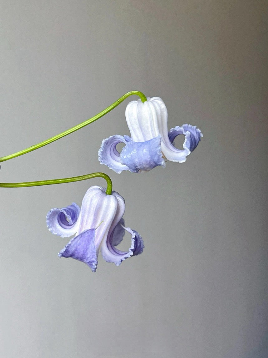 Blue Octopus Clematis ‘’クリスパ・エンジェル| Crispa Angel| 克里斯帕天使| タコクレマチス‘’