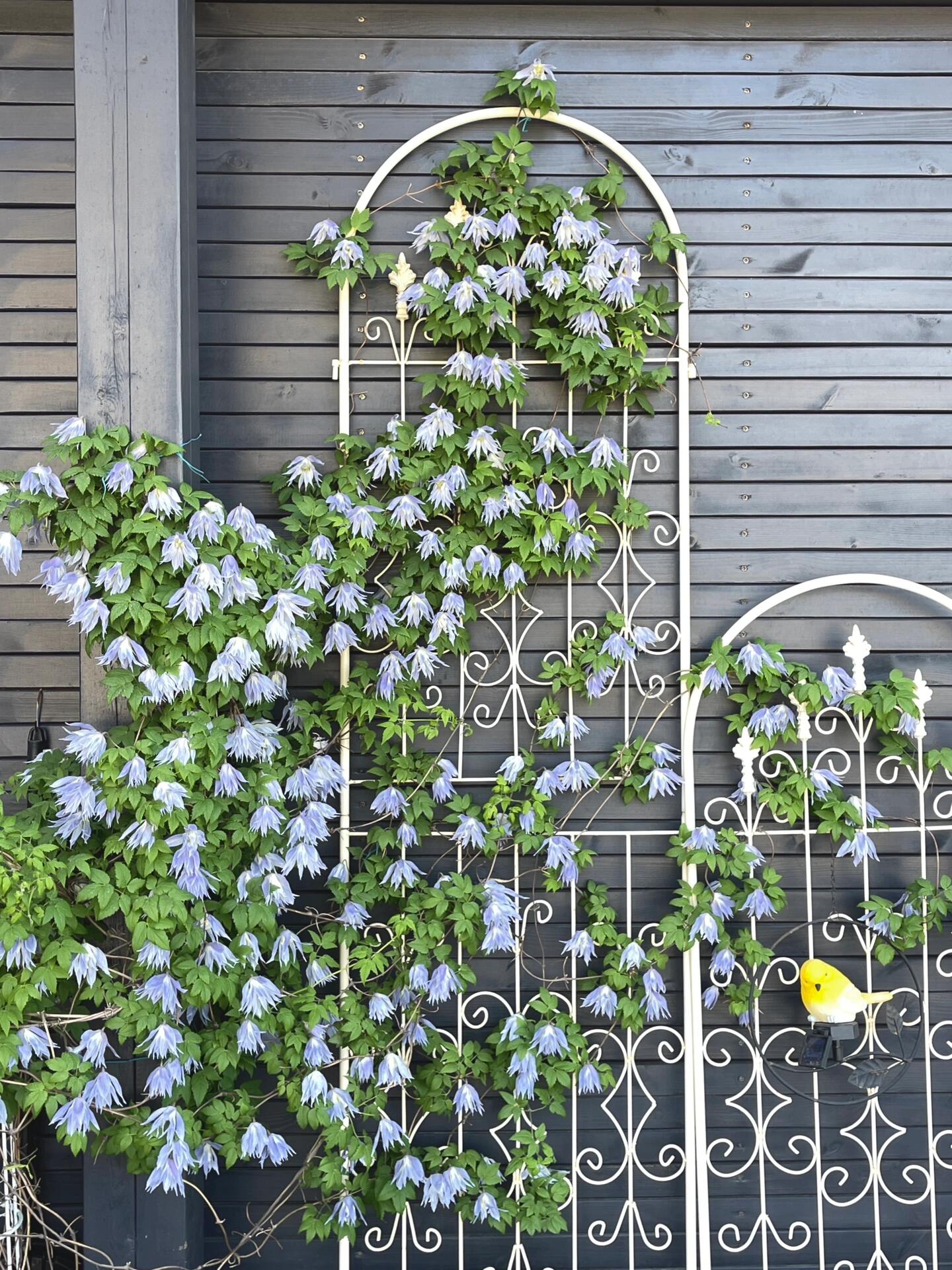 Clematis ‘’Maidwell Hall|梅德维尔‘’