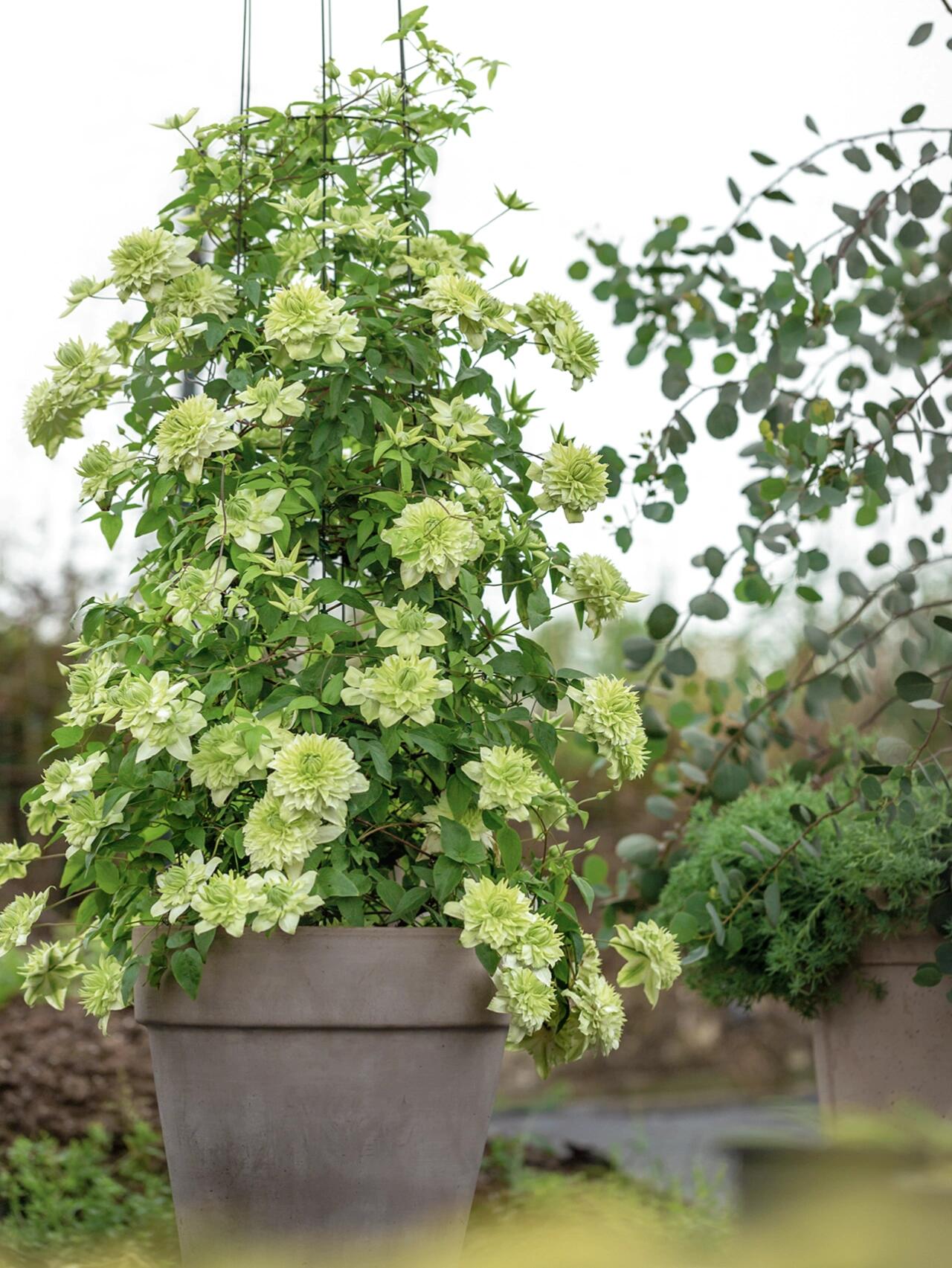 Clematis ''Alba Plenal | 白万重''-小绿| 绿玉