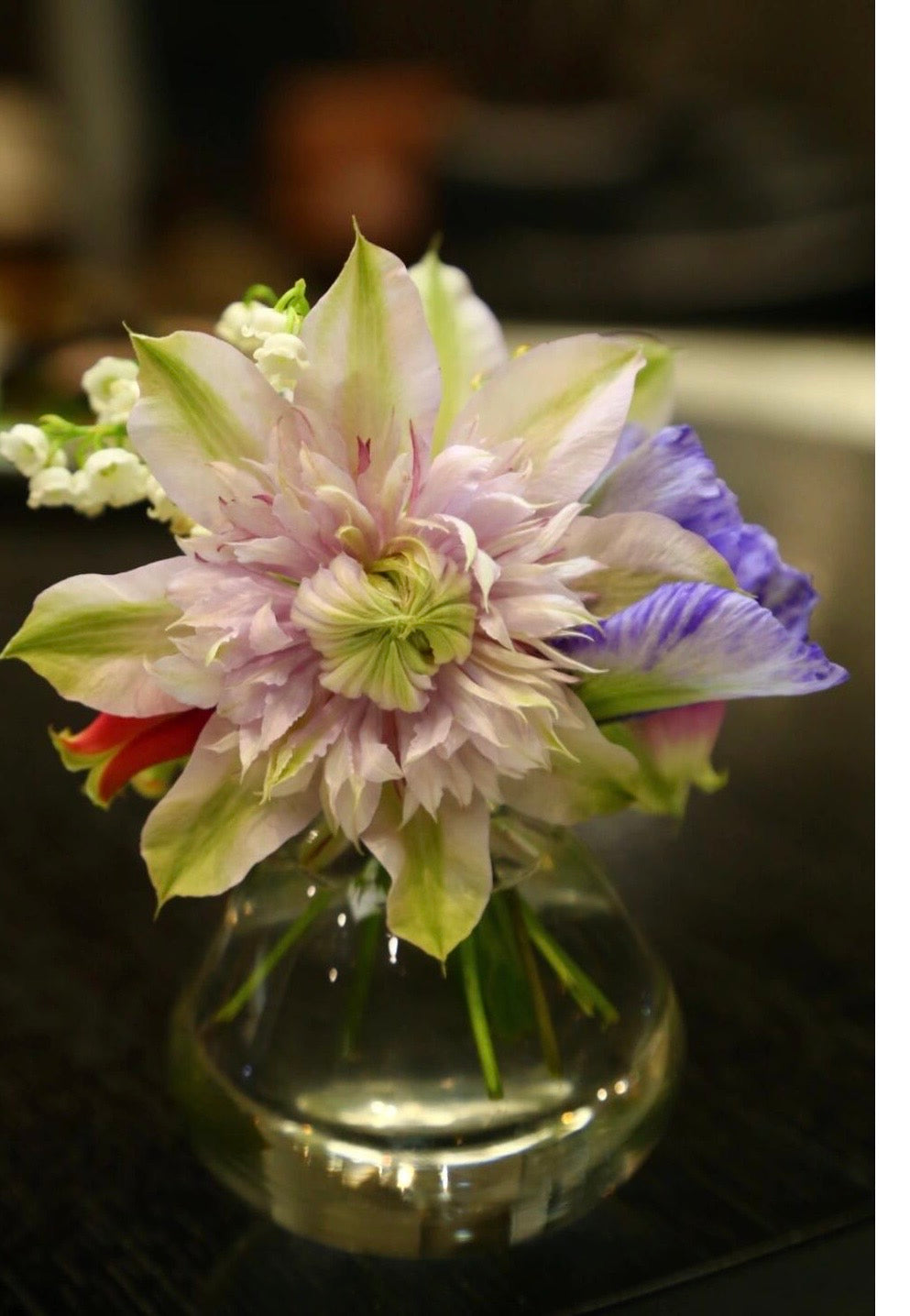 Clematis ‘’Moonglow|月華|Gekka| 月华‘’