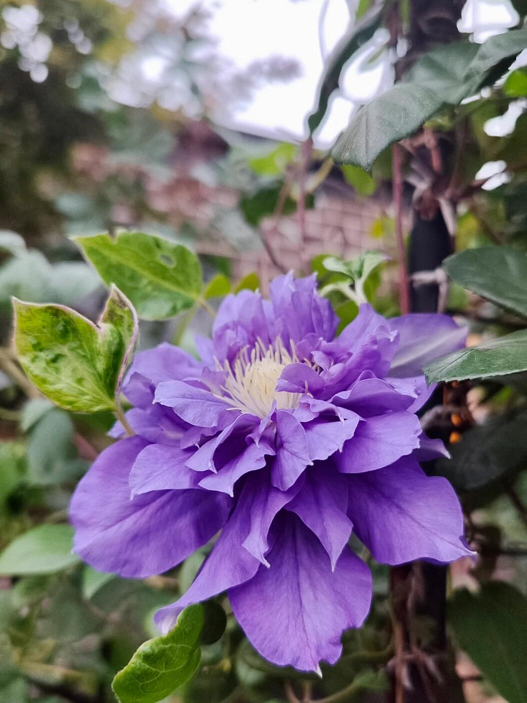 Clematis ‘’Kiri Te Kanawa|- LivePlant|卡瓦娜‘’