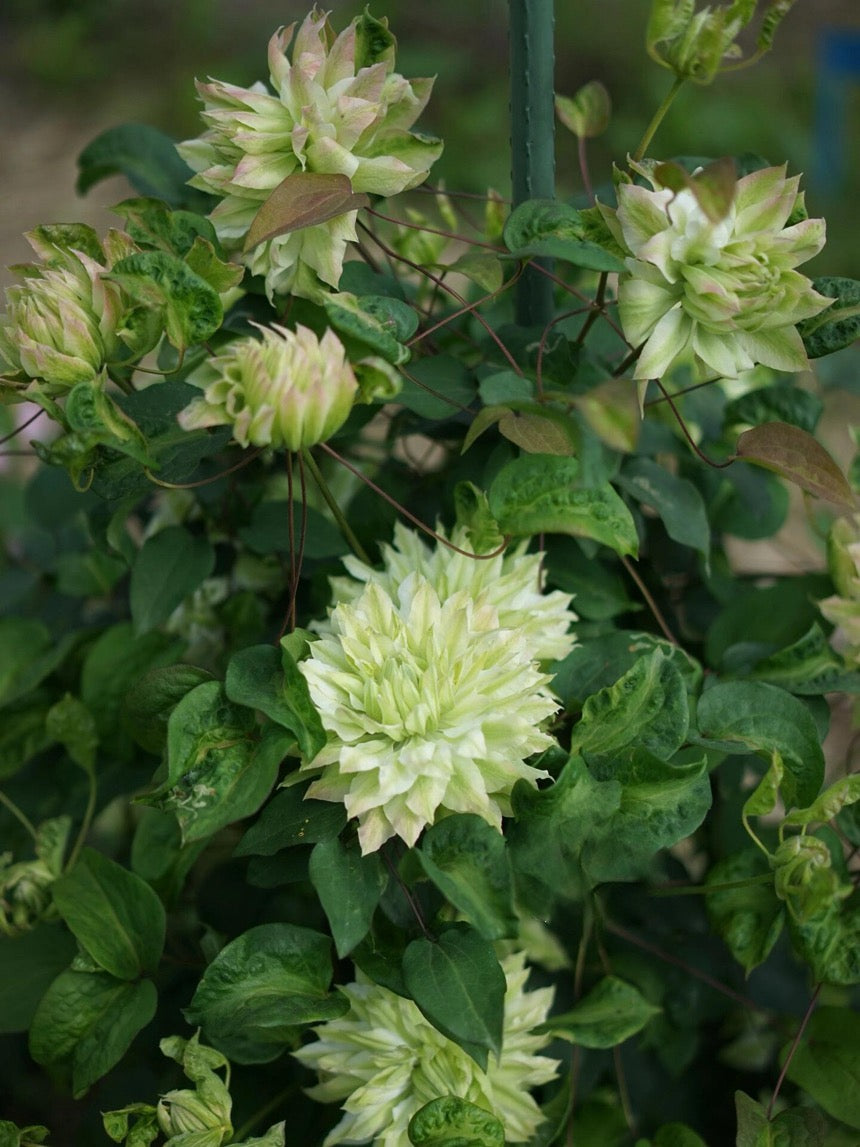Clematis ‘’Midori |美登利 ‘’