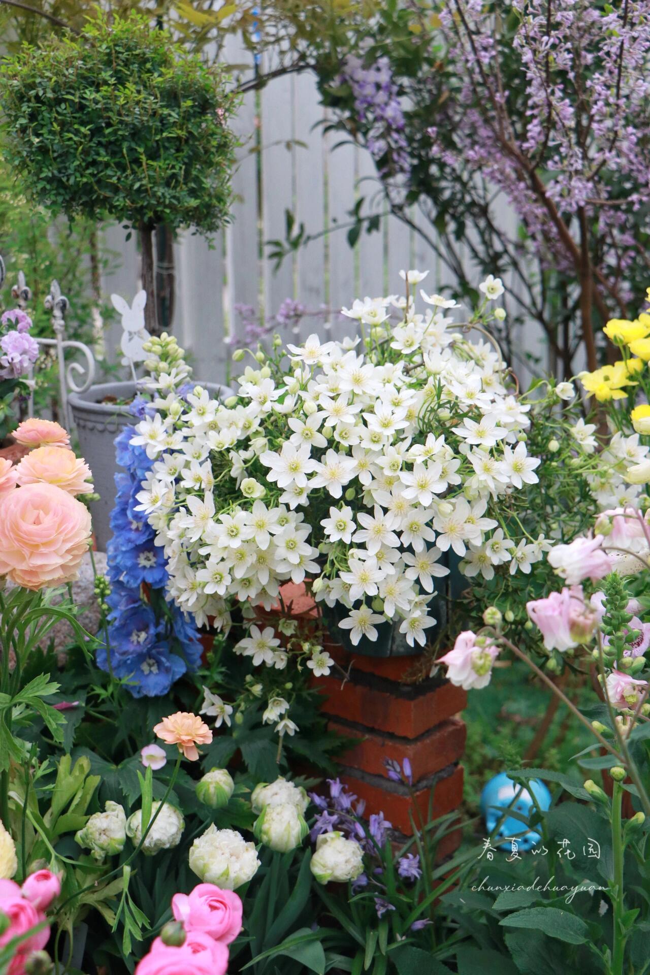 Clematis ‘’Joe|银币‘’
