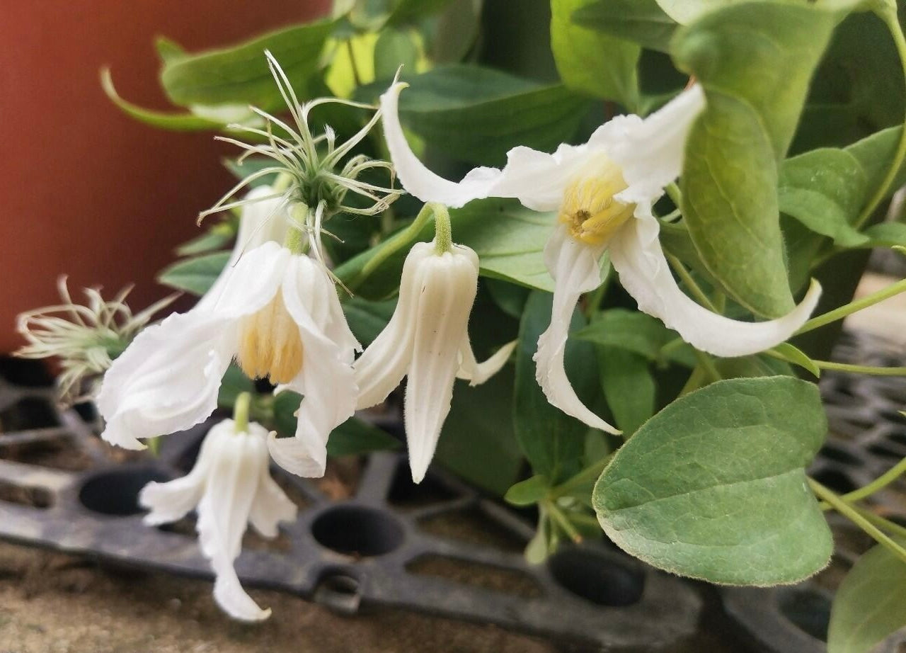 Jasmine Clematis ''Hakuree | ハクレイ| 白麗| 哈库里''