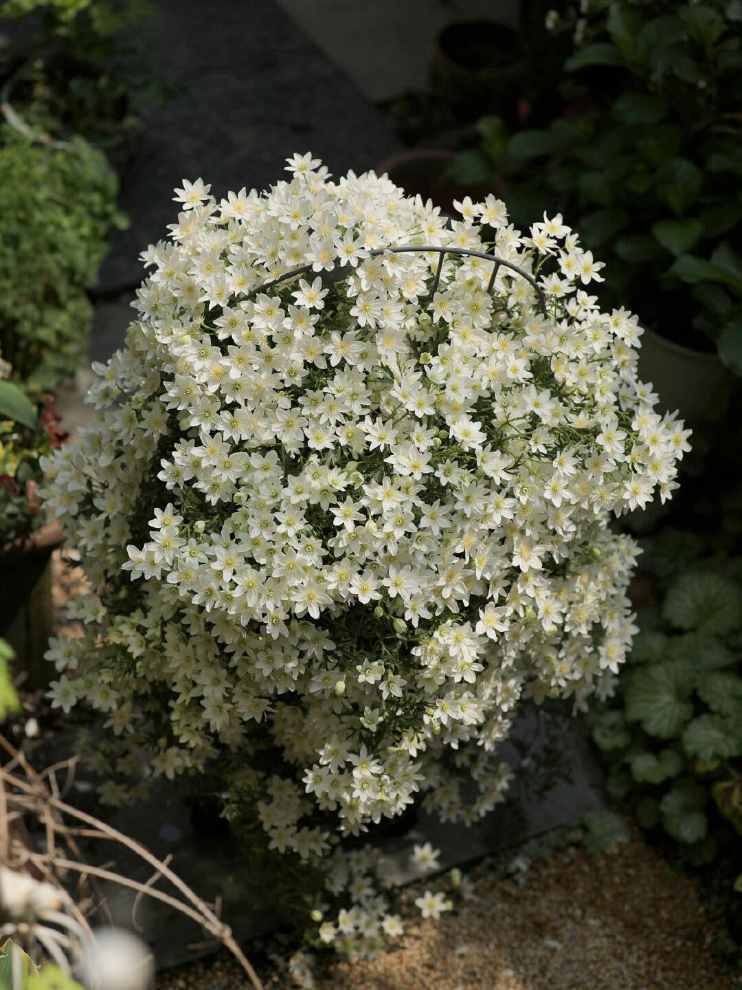 Clematis ‘’Avalanche|雪崩‘’