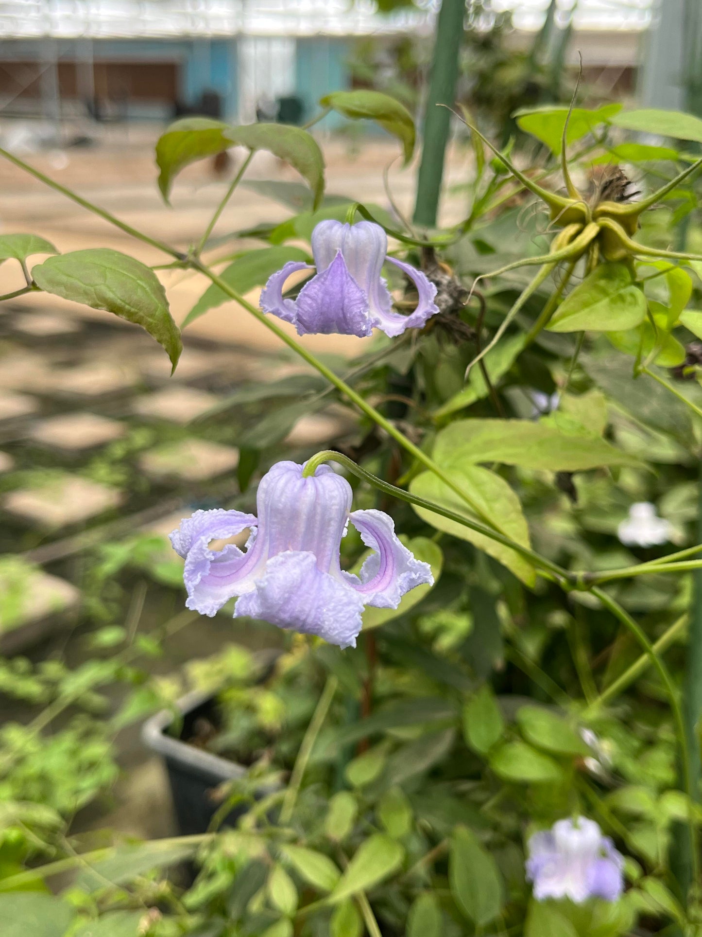 Blue Octopus Clematis ‘’クリスパ・エンジェル| Crispa Angel| 克里斯帕天使| タコクレマチス‘’