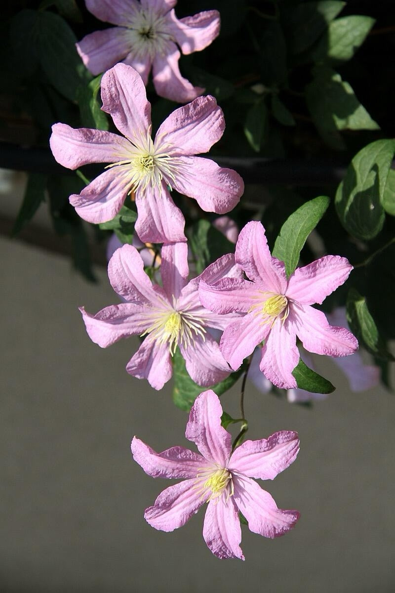Clematis ‘’Comtesse de Bouchaud| 包查德 女侯爵‘’