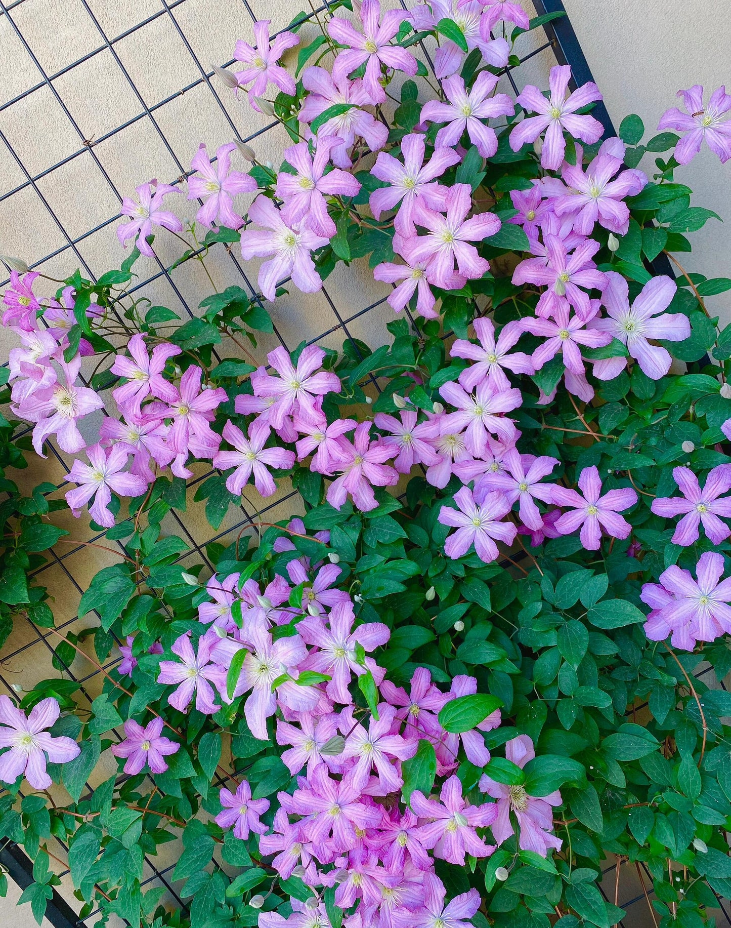 Clematis ‘’Comtesse de Bouchaud| 包查德 女侯爵‘’