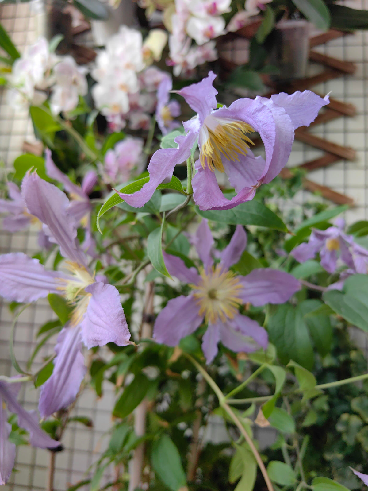 Clematis 'East River' / Zoeastri /东方河流