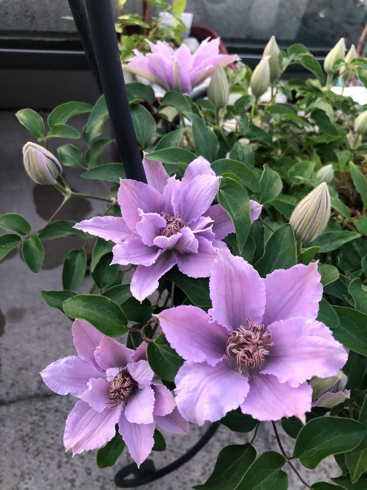 Clematis ‘’Filigree|金银丝/ 故里‘’