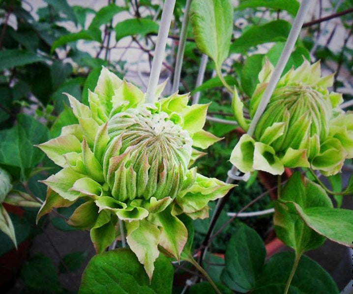 Clematis ‘’Midori |美登利 ‘’