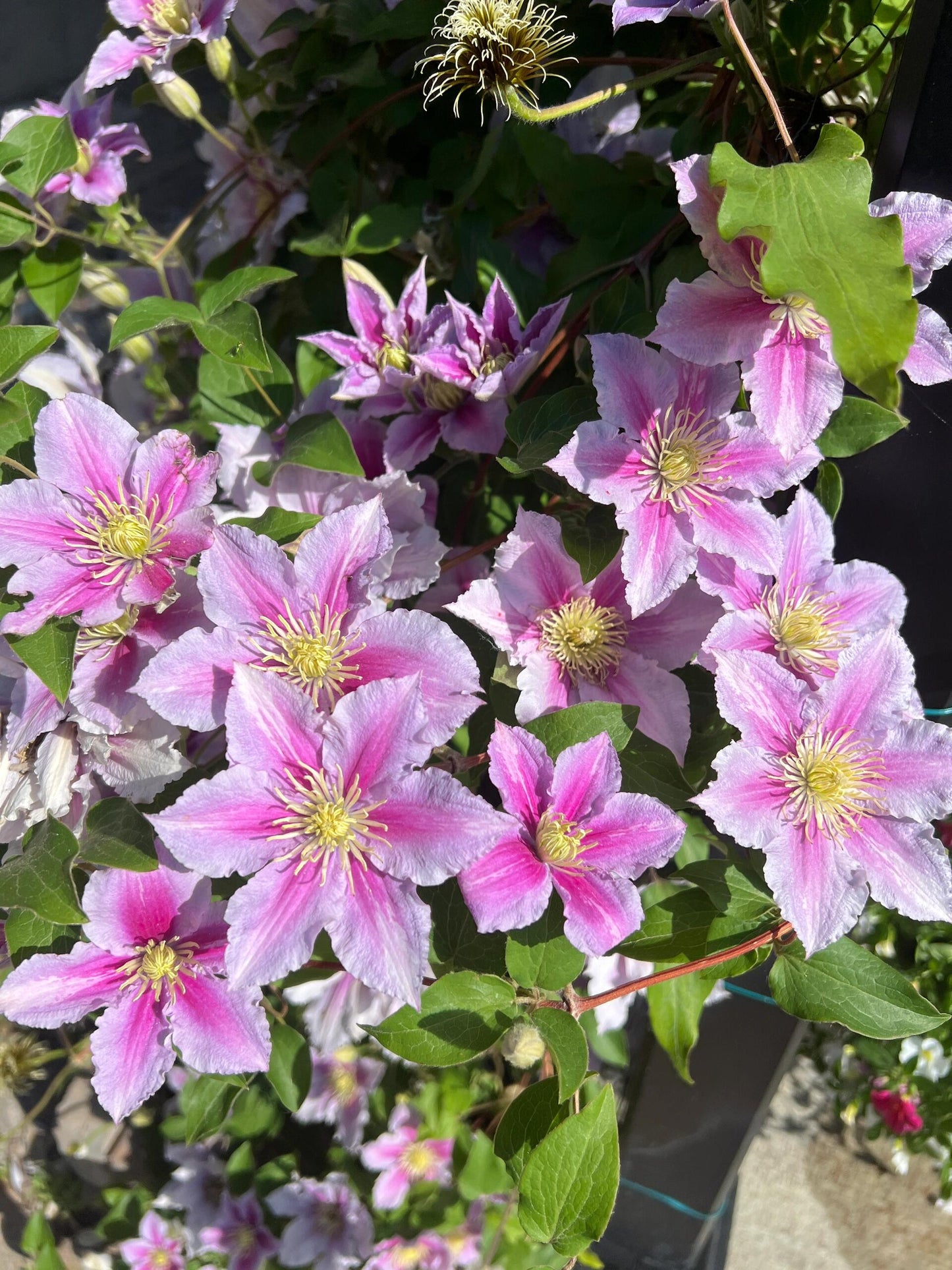 Clematis ‘’Piilu|小鸭‘’
