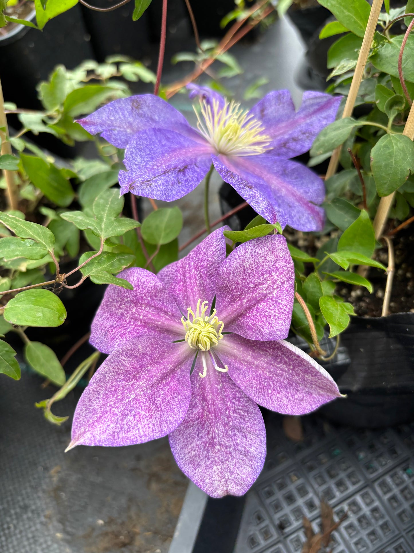 Clematis ''Chameleon |变色龙''