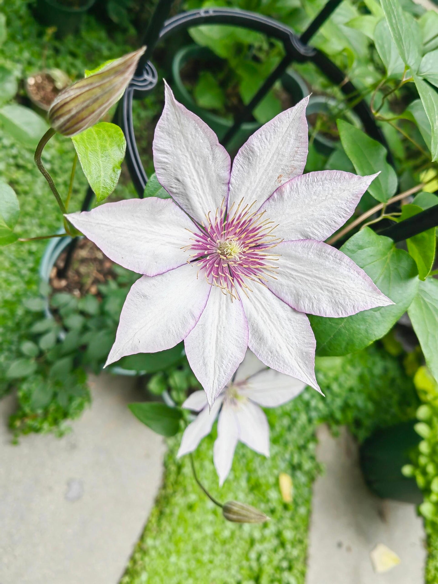 Clematis ‘’Samaritan Jo| 撒马利亚乔‘’