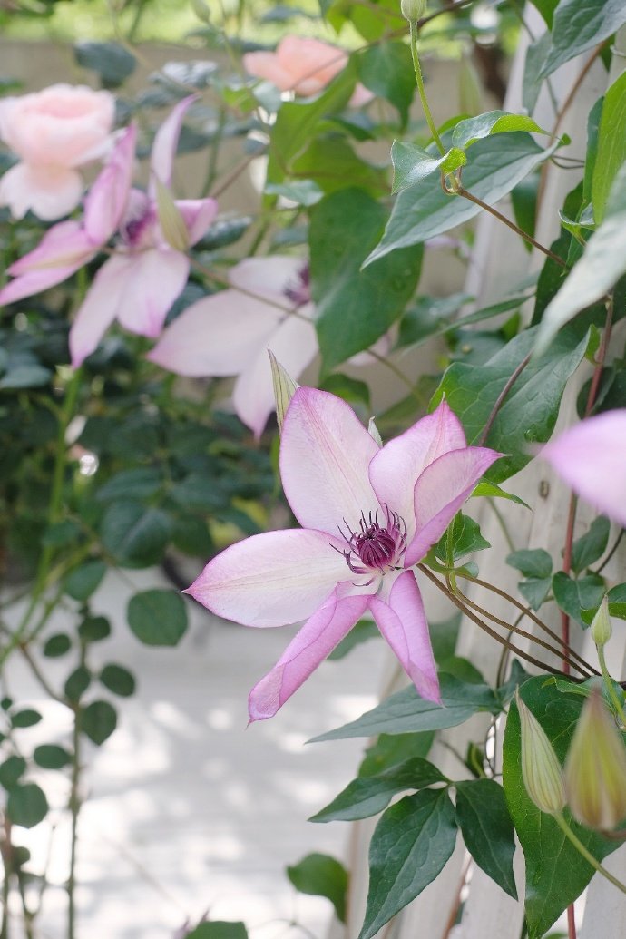 Clematis ‘’Fond Memories|美好回忆‘’