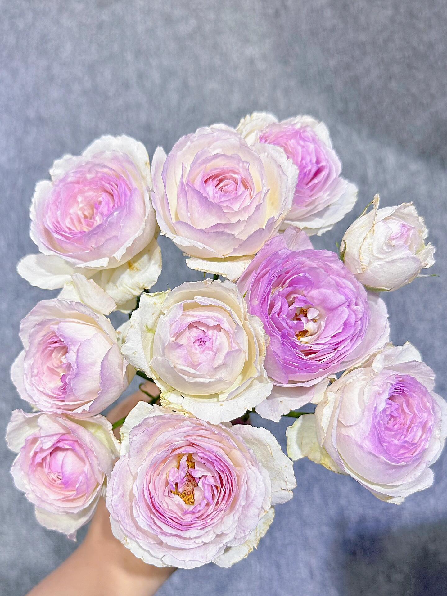 Rose【Vesalius】-1.5 Gal OwnRoot LivePlant|Prolific Bloomer|Abundant Blooms|Strong Fragrance|萨维里|Bun-shaped Petals|Tall Growth|Upright Habit