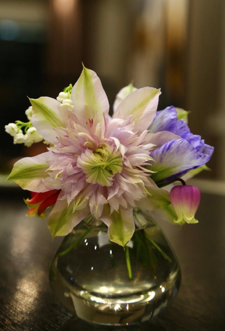 Clematis ‘’Moonglow|月華|Gekka| 月华‘’