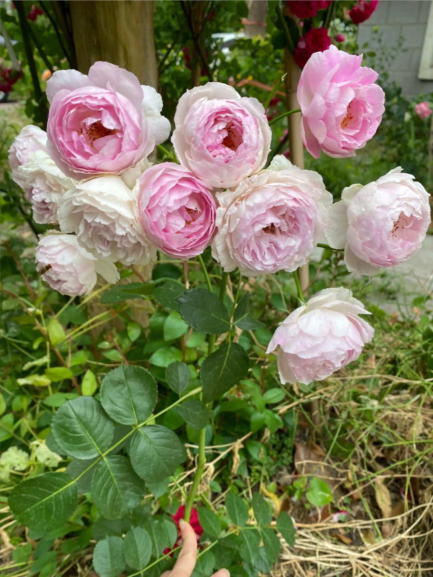 Rose【Vesalius】-1.5 Gal OwnRoot LivePlant|Prolific Bloomer|Abundant Blooms|Strong Fragrance|萨维里|Bun-shaped Petals|Tall Growth|Upright Habit