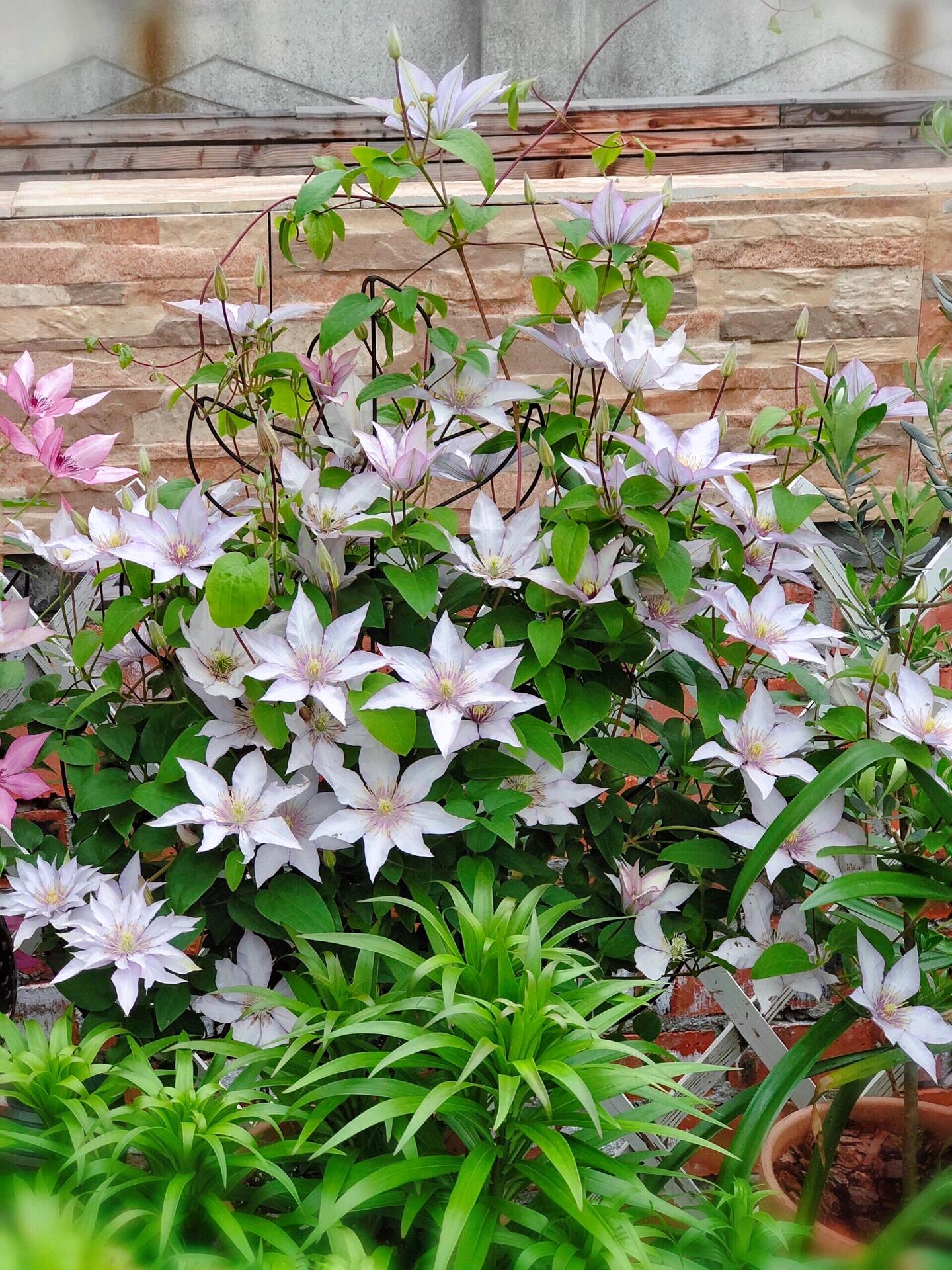 Clematis ‘’Samaritan Jo| 撒马利亚乔‘’