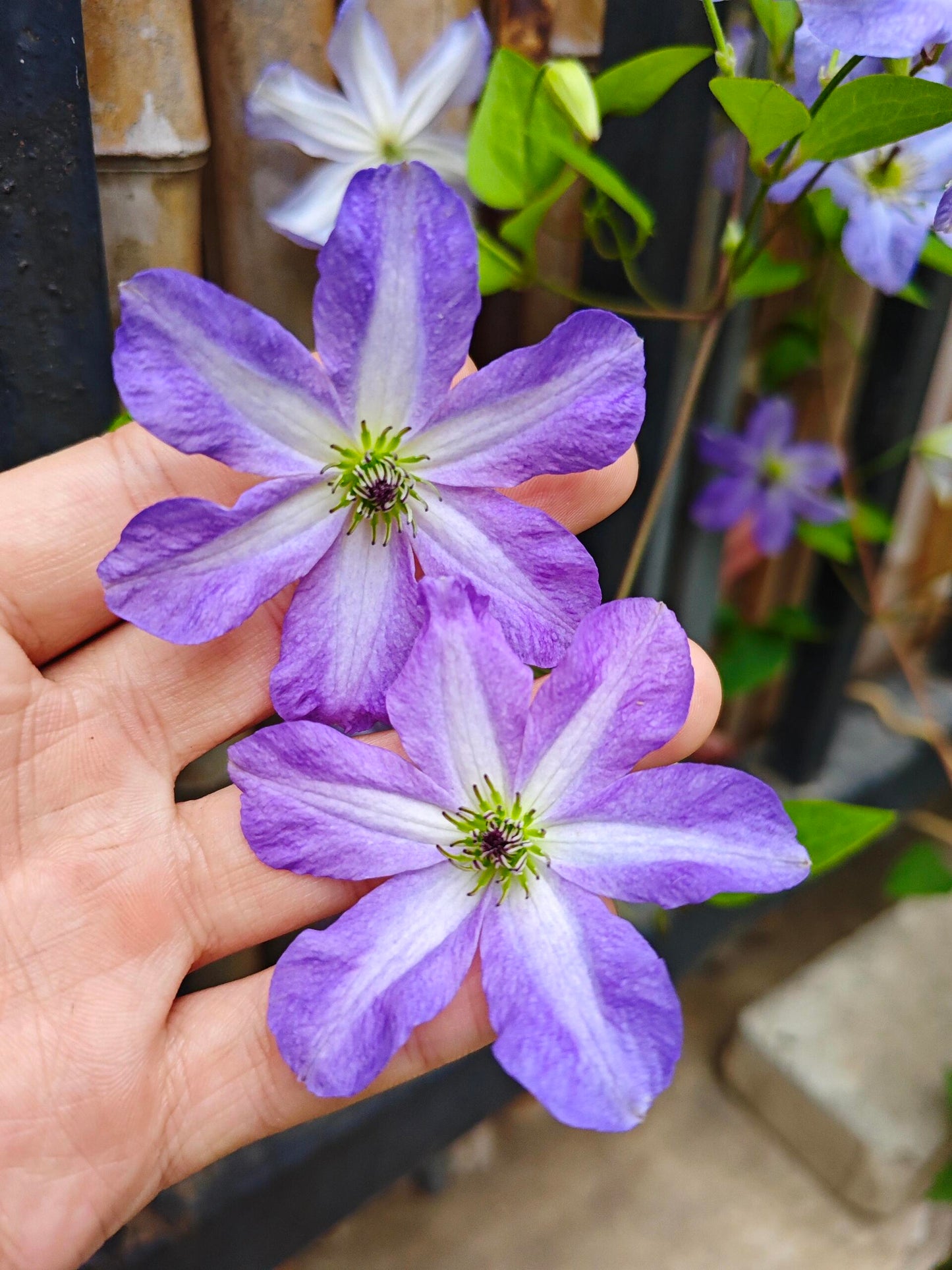 Clematis ‘’Sea Breeze|海风‘’