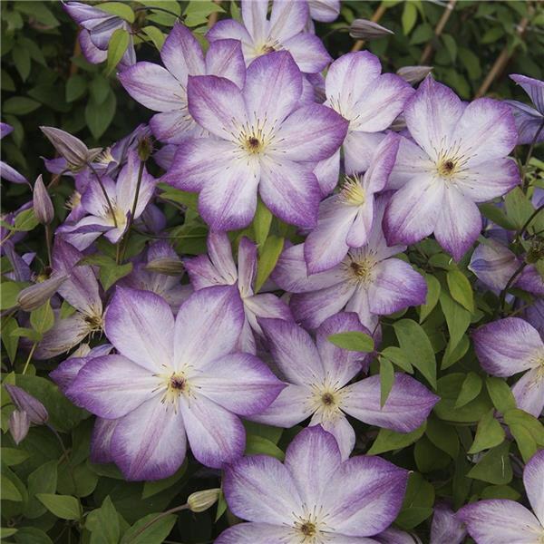 Clematis ‘’Pernille| 佩莱尼‘’